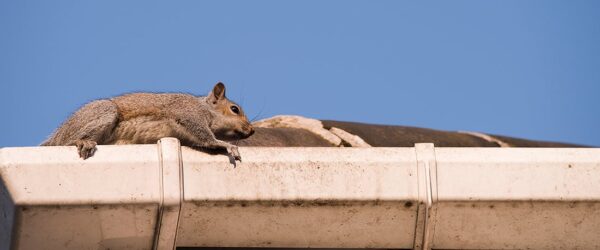 _How_to_Spot_Squirrels