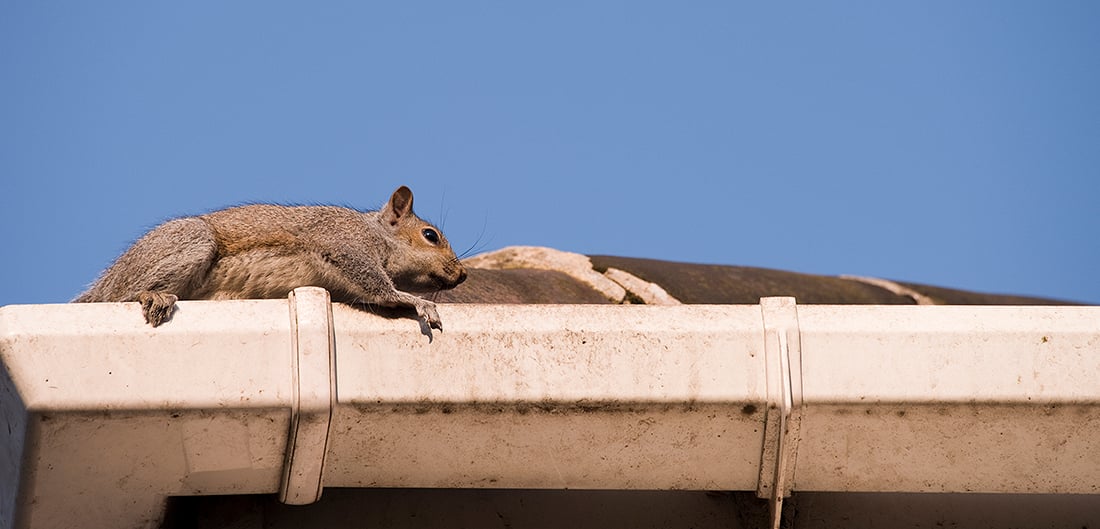_How_to_Spot_Squirrels